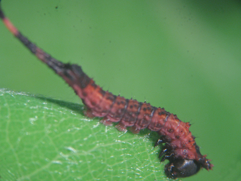 Cerura (Cerura) vinula